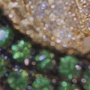 Safari 14K Yellow Gold Tsavorite and Diamond Alligator Ring